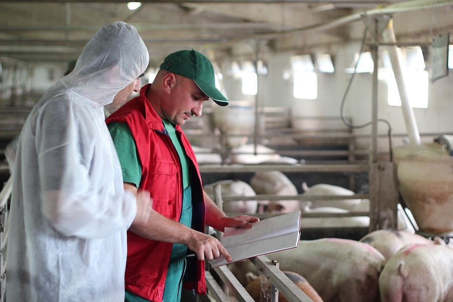 2 hommes qui regardent un cahier devant des vaches