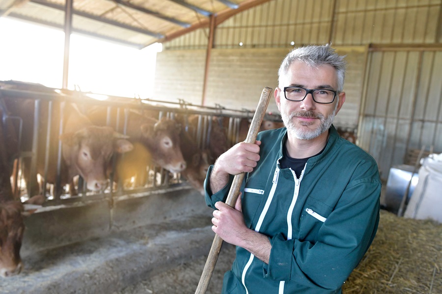 Homme devant des vaches