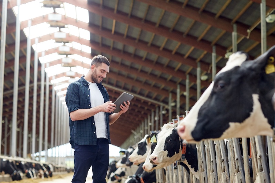 Un homme qui regarde une tablette devant des vaches dans une ferme