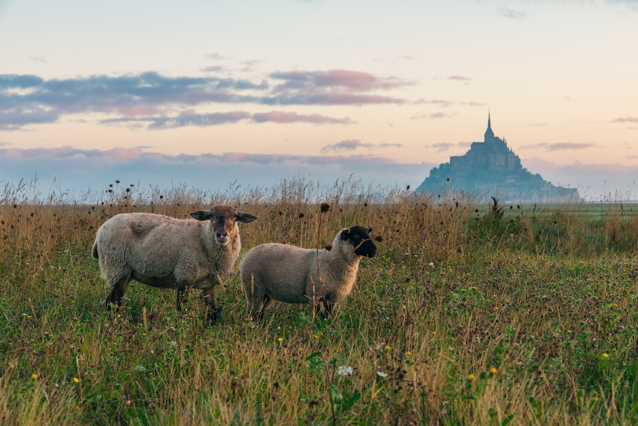 moutons-nature