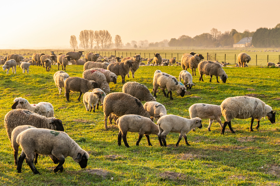 troupeau de moutons